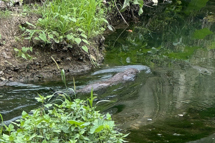 전주 덕진공원에서 관찰된 수달. 전주시 제공