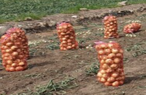 농가에서 수확중인 양파. 전남도 제공