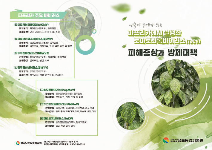 토마토퇴록바이러스 방제 대책. 경남도청 제공 