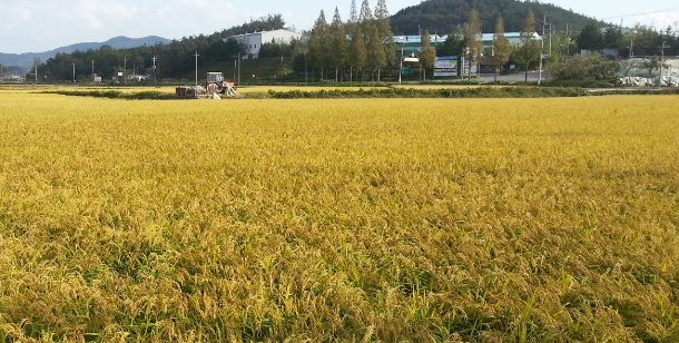 벼 농작물 재해보험에 가입한 전남 장성의 한 벼 재배농가. 전남도 제공