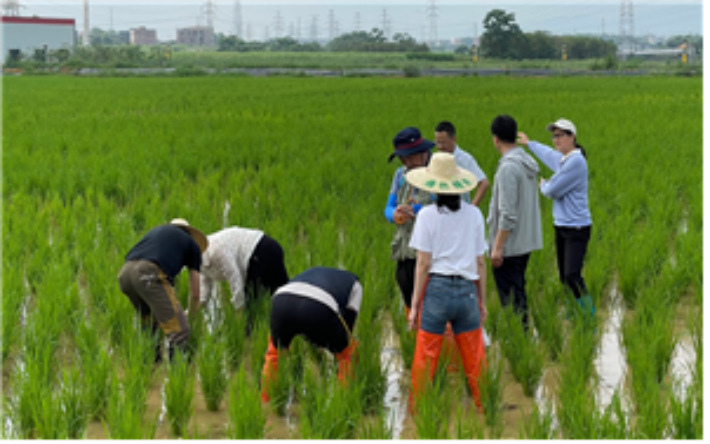중국 비래해충 벼 예찰포 현지조사(광동성). 농진청 제공