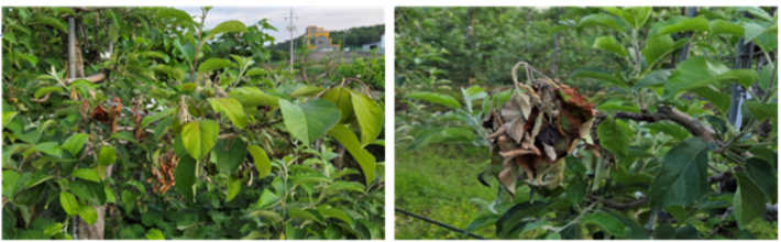 충북 청주시 사과 과수원 과수화상병 증상. 농진청 제공