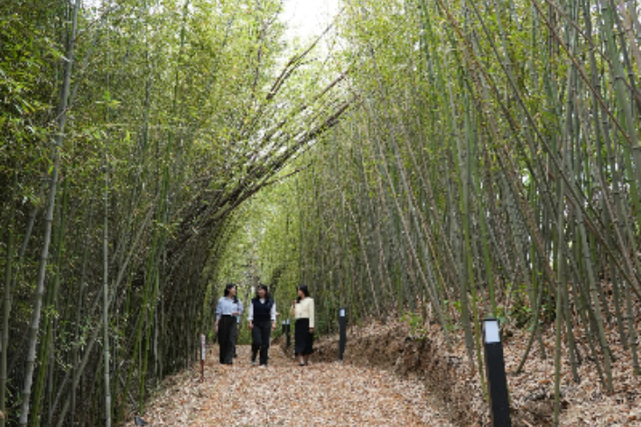 울산과학대는 자연 친화적 공간 · 개방형 캠퍼스 조성 사업의 하나로, 대나무 숲길을 만들었다. 울산과학대학교 제공 