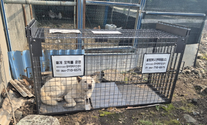 제주 들개 2천마리 서식…동부에서 131마리 포획