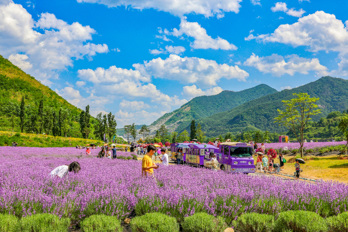 동해무릉별유천지 라벤더축제. 동해시 제공