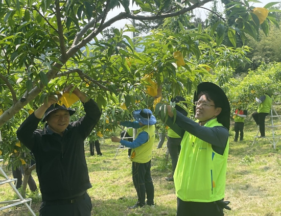 농협 전남본부는 27일 화순의 복숭아 농가에서  200여명이 참여한 가운데 일손돕기를 실시했다. 농협 전남본부 제공