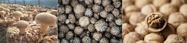 주요 임산물. 산림청·충남도 제공