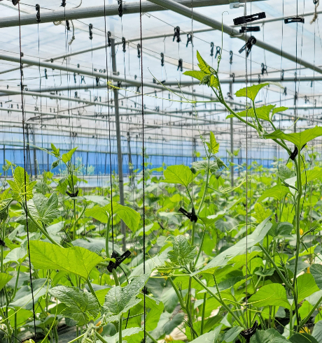 전남의 한 유기농채소 재배시설. 전남도 제공 