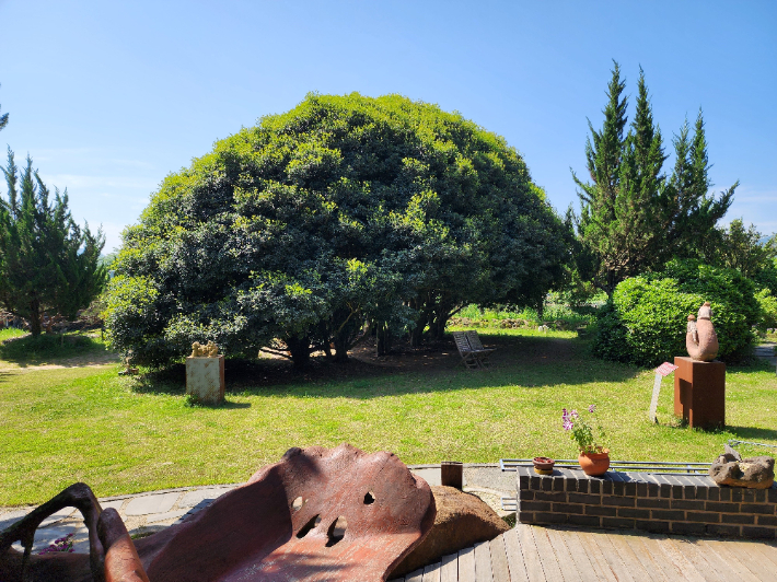 천개의 향나무 숲. 전남도 제공 