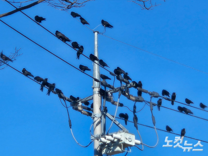 부산 한 아파트단지서 '까마귀 공격' 신고…주의 당부
