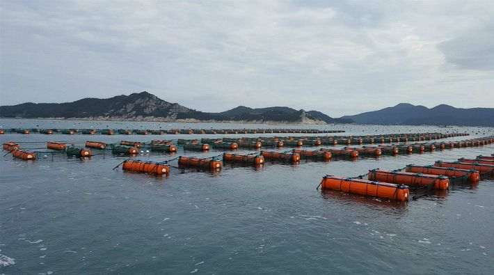 올해 7~8월에는 고수온이 발생할 가능성이 높아 양식생물의 철저한 관리가 요구되고 있다. 국립수산과학원 제공
