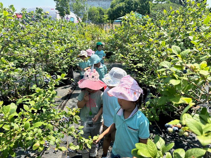 경주동궁원 블루베리 체험장에 참여한 어린이들이 열매를 수확하고 있다. 낮은 키의 블루베리나무 덕분에 어린이도 손쉽게 체험할 수 있다. 경주시 제공