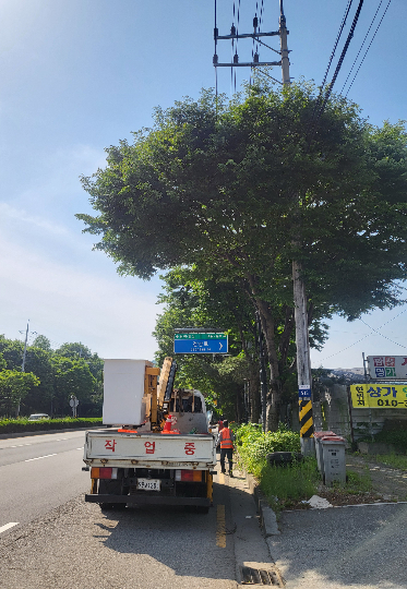 교통표지판을 가리는 가로수 정비를 하는 모습. 전주시 제공