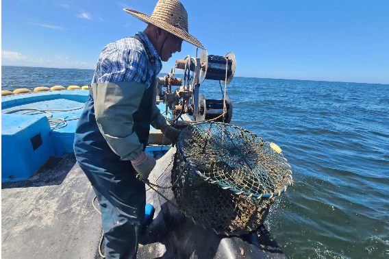 군산시가 갑오징어 산란서식지 조성사업을 추진하고 있다. 군산시 제공