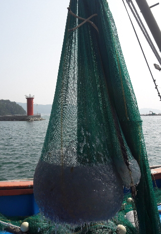 해파리 퇴치. 경남도청 제공 