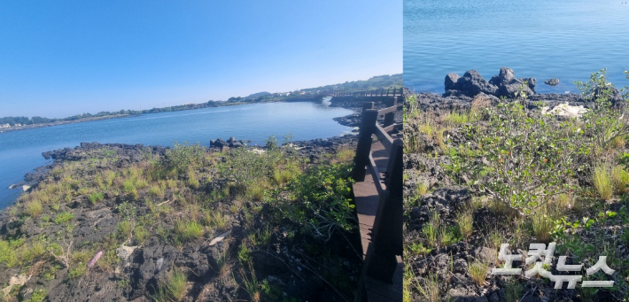 제주 서귀포시 성산읍 오조리 이장을 지낸주민 고기봉씨는 4일 마을 내수면 갯바위 위에서 자라난 황근을 가리키며 "작지만 30년은 더 됐을 것"이라며 "마을에 700여 그루의 황근이 자라고 있다"고 말했다. 서귀포=최서윤 기자