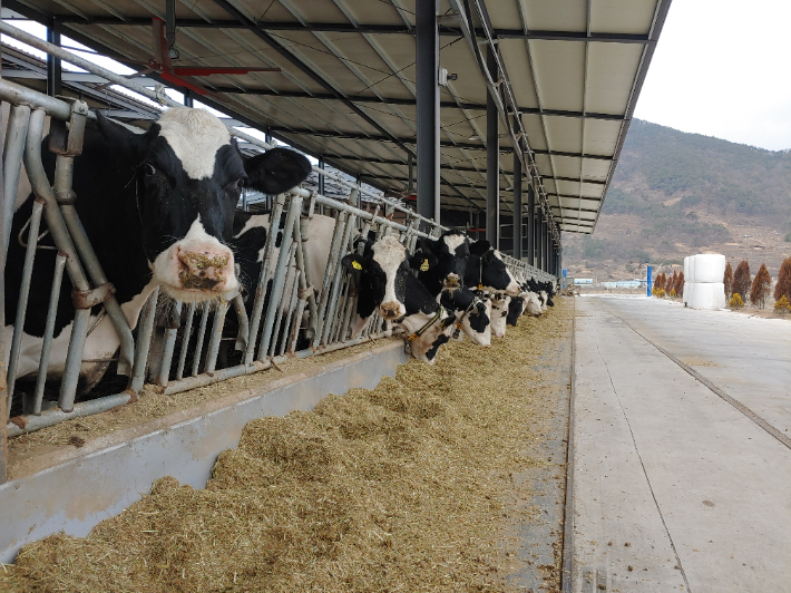젖소 농가. 경남도청 제공 