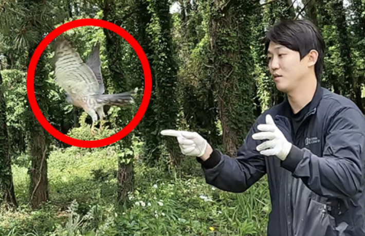 치료 후 방생된 붉은배새매. 제주대 제공