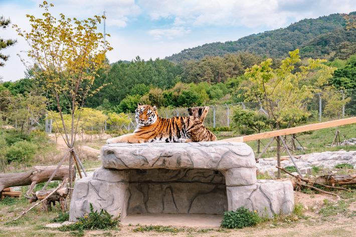 국립백두대간수목원 호랑이. 경북문화관광공사 제공