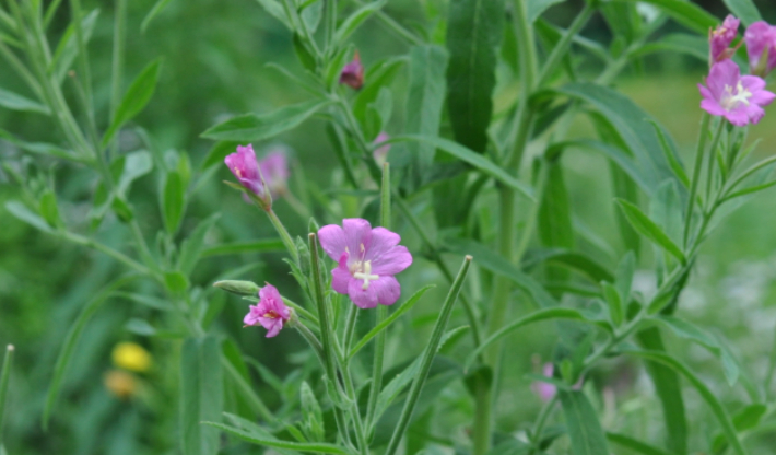 큰바늘꽃. 국립생물자원관 캡처