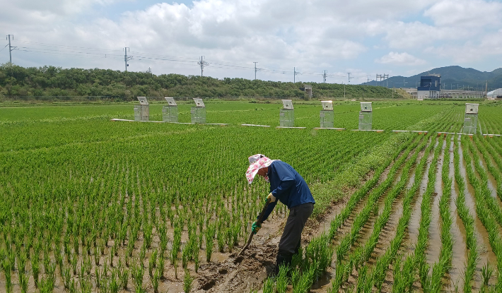 저탄소 농법. 전라남도 제공 