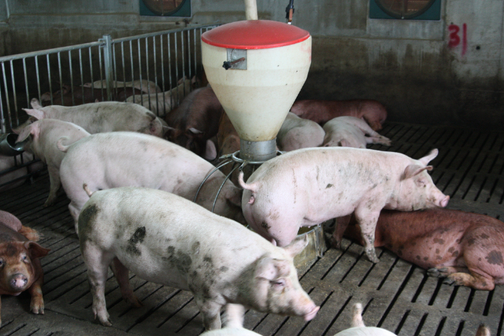 제주 양돈장. 자료사진