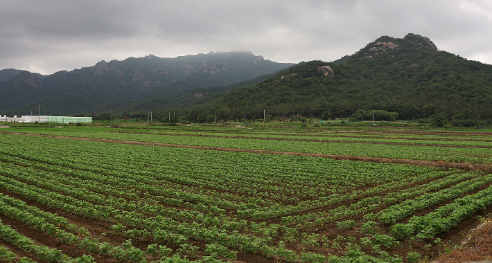 전남 영암 군서면 논콩 재배. 전라남도 제공