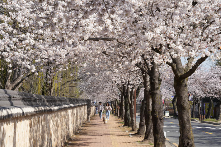 대릉원 돌담길 벚꽃. 경주시 제공