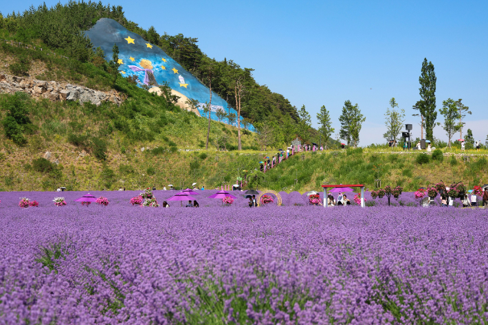 동해 무릉별유천지 라벤더 축제장. 동해시 제공