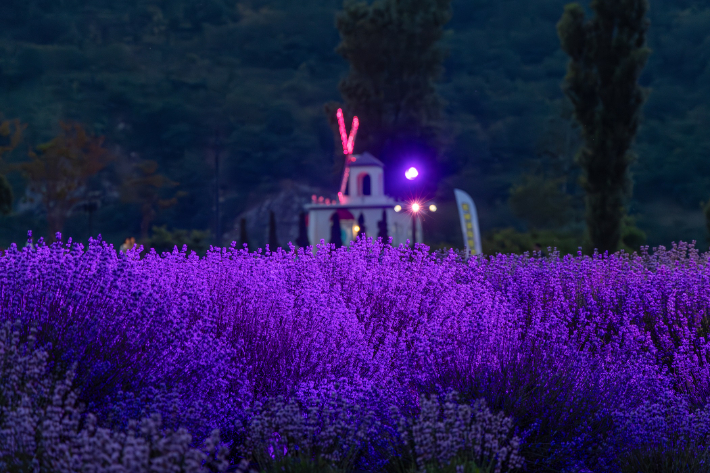 동해 무릉별유천지 라벤더 축제장. 동해시 제공
