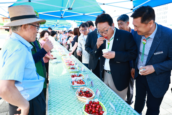 손병복 울진군수가 '울진 체리 품평회'에서 체리를 맛보고 있다. 울진군 제공