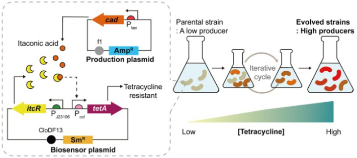 바이오센서(회색 점선 안)가 삽입된 대장균. 이타콘산을 잘 만드는 대장균만 항생제 내성을 갖도록 설계됐다. UNIST 제공