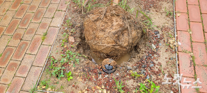 뿌리가 있던 곳에는 빗물이 고여 있다. 박창주 기자