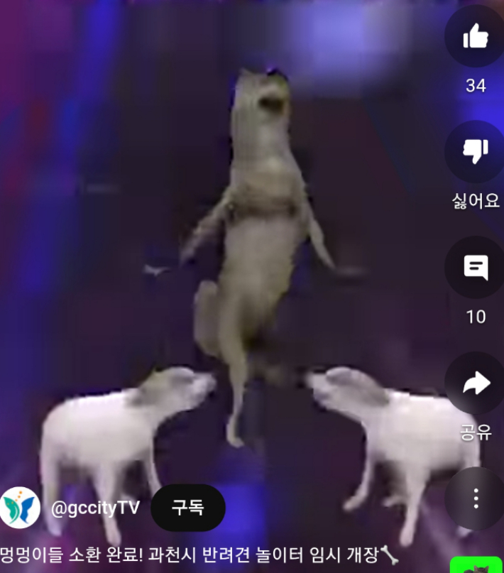 "댕댕이 전용 클럽?"…과천시 반려견 놀이터 홍보영상 눈길