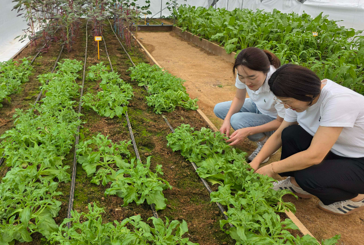 전라남도 농업기술원 아열대 채소 관리. 전라남도 제공