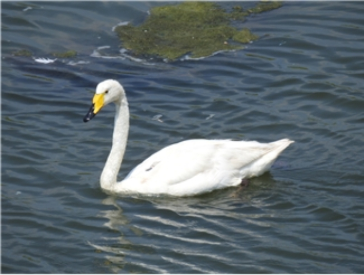 큰고니 '여름'. 낙동강하구에코센터 제공