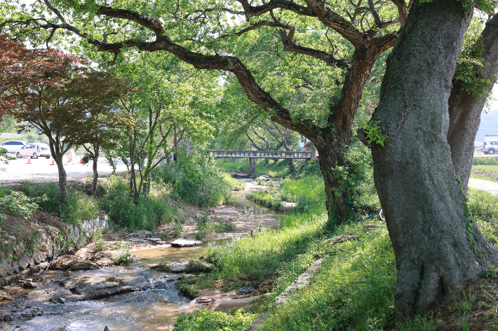 고창 삼태마을숲 왕버들. 고창군 제공