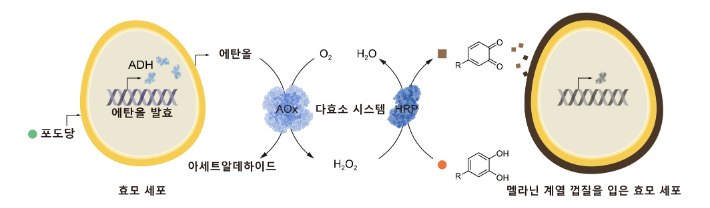 세포대사 연계형 자율적 SCNE 방법론을 보여주는 모식도. KAIST 제공