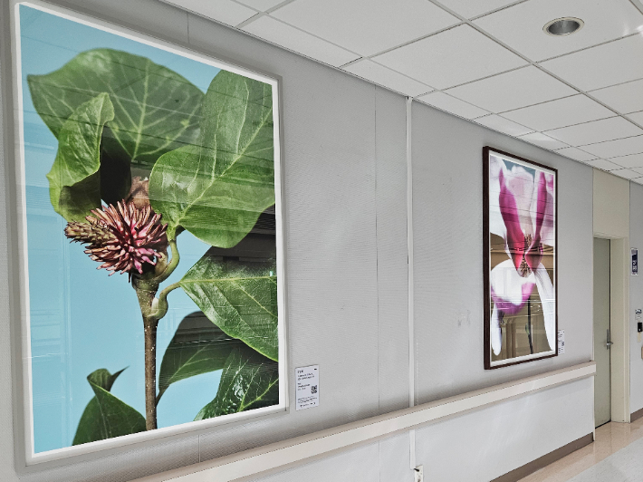병원에 전시된 미술 작품들. 국민건강보험 일산병원 제공