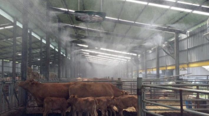 전남 한 축산 농장에서 가축 폭염 피해 예방을 위해 대형 선풍기와 안개 분무기를 돌리고 있다. 전라남도 제공