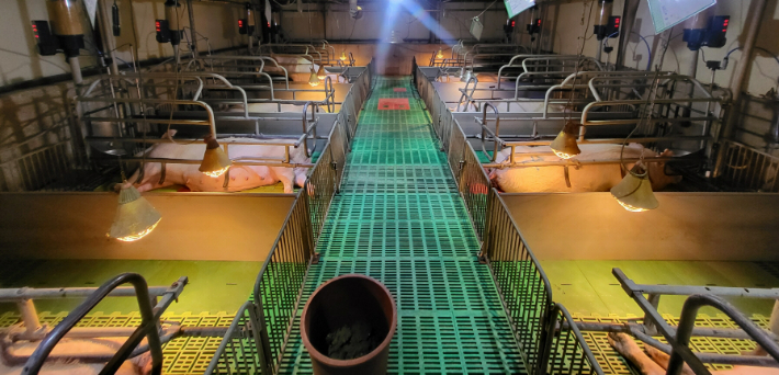 양돈 인공지능(AI) 번식관리 시스템. 경남도청 제공 