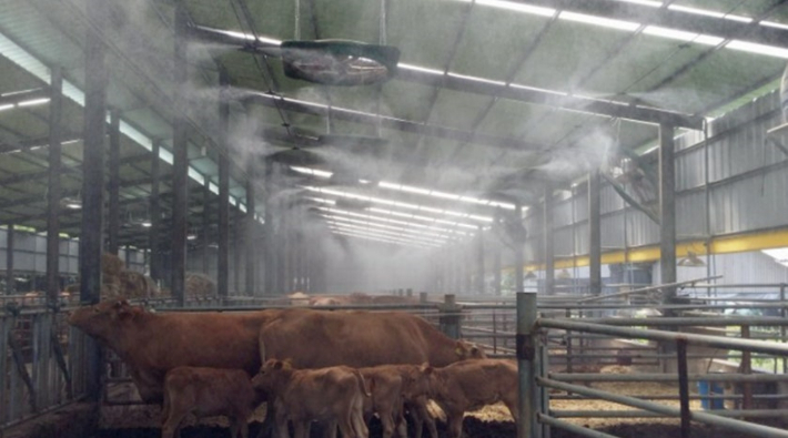 전남 한 한우 농가에서 가축 폭염 피해 예방을 위해 대형 선풍기와 안개 분무기를 돌리고 있다. 전라남도 제공