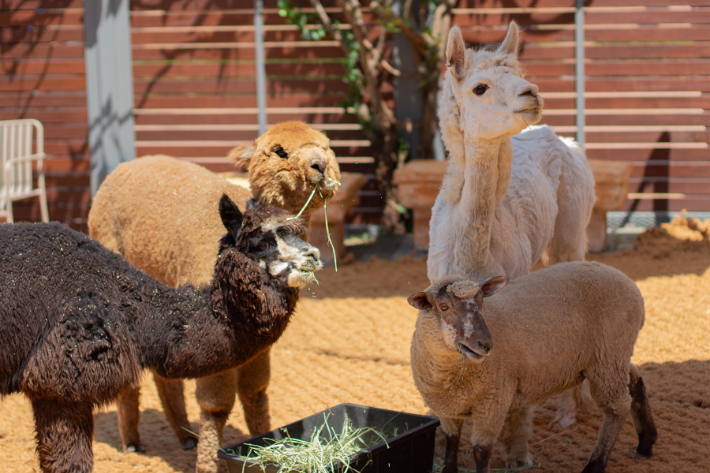 제주신화월드 제공