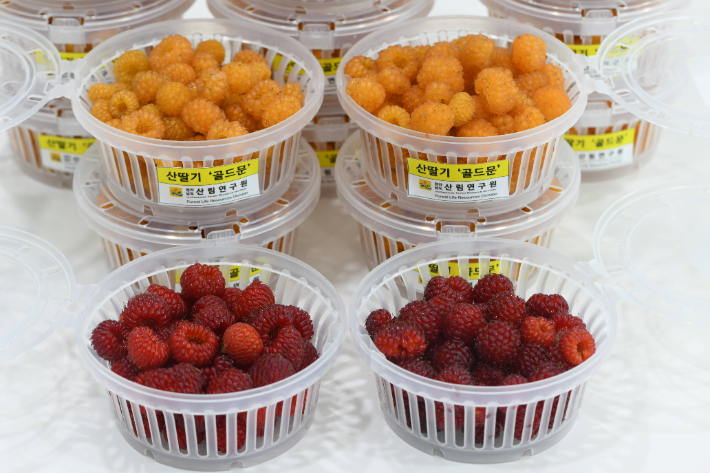 산딸기 골드문. 전남도 산림연구원 제공