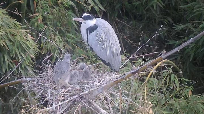 울산 태화강에서 '왜가리'의 번식 전 과정이 관찰됐다. 울산광역시 제공