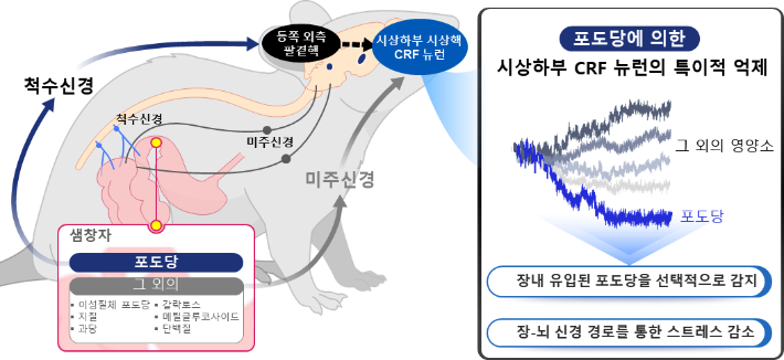 카이스트 제공
