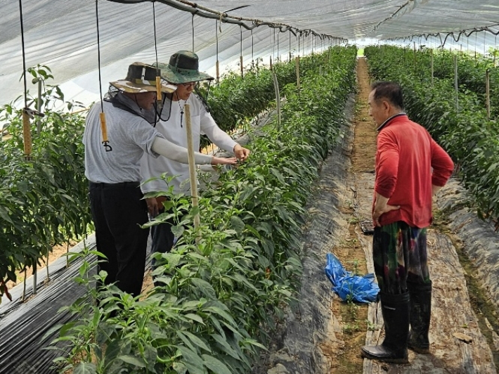 익산시가 시설고추농가를 대상으로 현장컨설팅에 나서고 있다. 익산시 제공