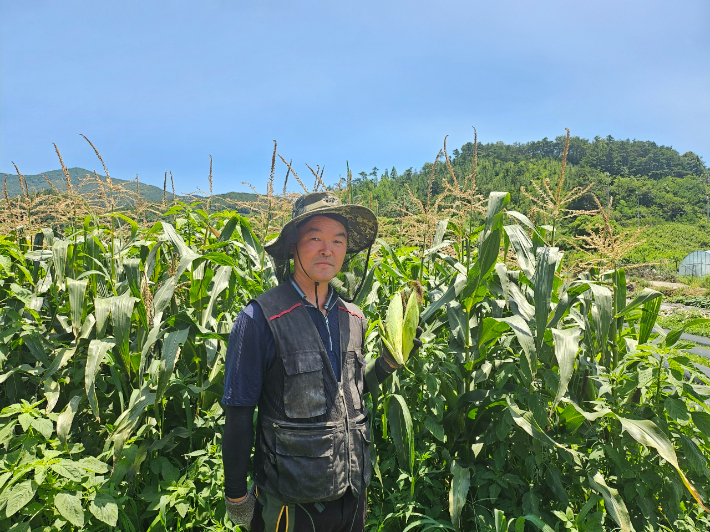 7월 전남 친환경 농산물에 선정된 순천 임석중 농업인의 '유기농 옥수수'. 전라남도 제공