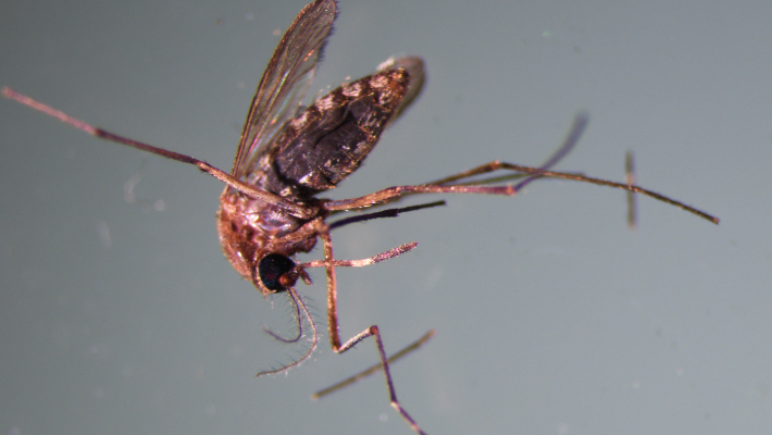 세종보건환경연구원 제공