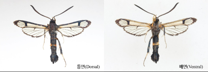 유리나방 신종-남도멋쟁이 유리나방. 전라남도 제공